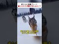 犬たちの連携プレー！ 捕らわれた子猫を守れるか！？ #犬と猫 #野生動物 #勇敢な犬 #救出劇 #感動ストーリー