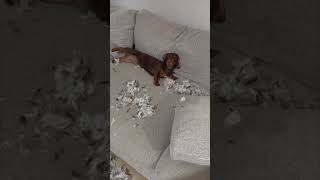 Dog Wagging Its Tail After Wrecking a Sofa