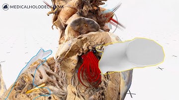 Study Human Anatomy and Medical Imaging in Virtual and Augmented Reality