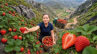 TIMELAPSE -- Harvesting Wild Strawberry Dangerous Mountains for Market Sale | Building Farm Life