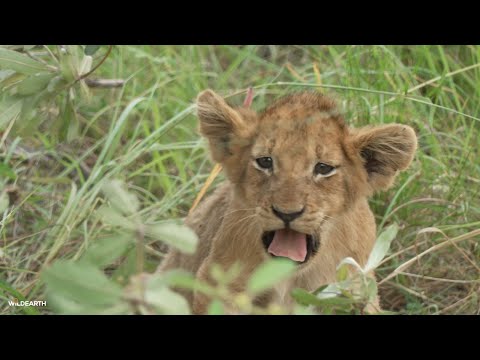 Hippo Play And Lion Cubs SafariLIVE Sunset 31 January 2026 