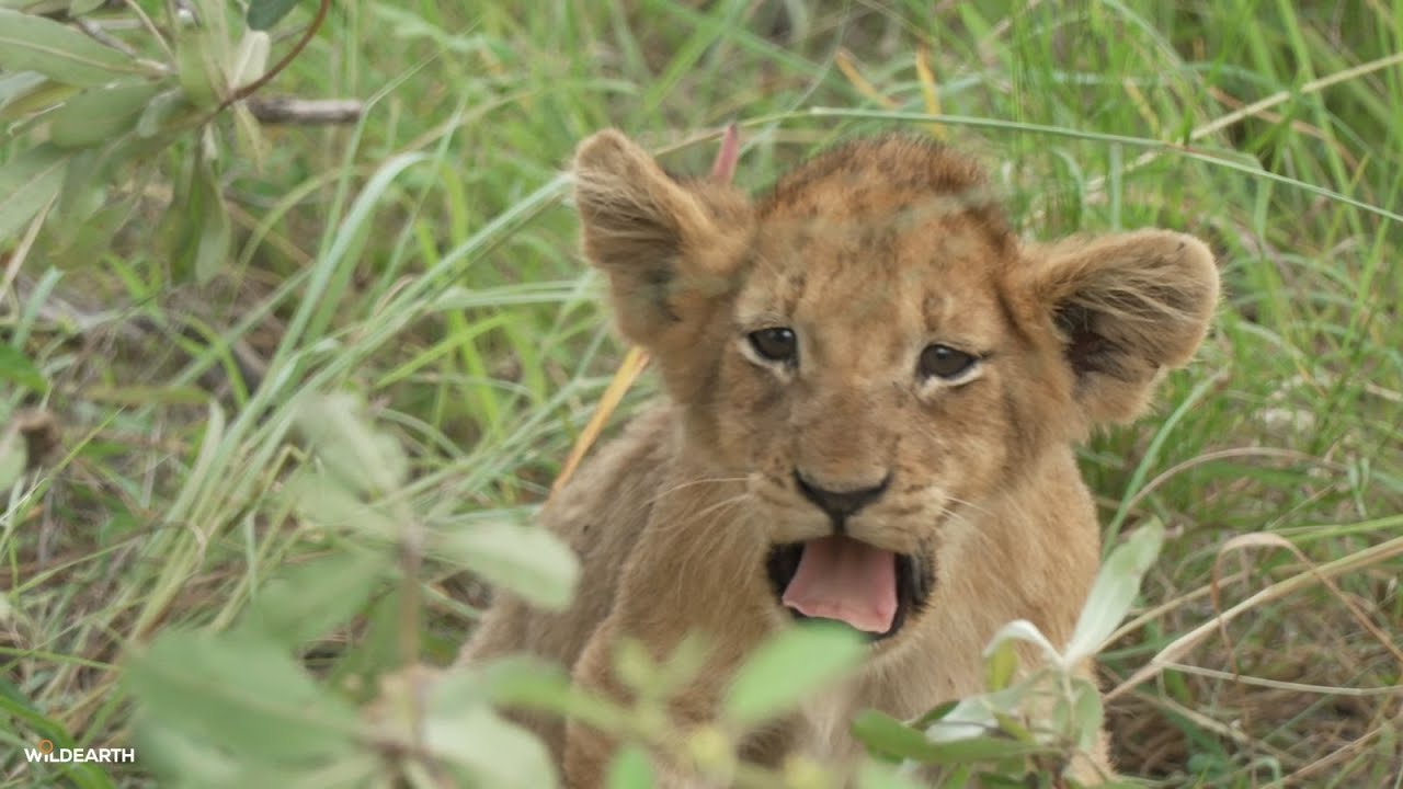 Hippo play and lion cubs - SafariLIVE Sunset - 31 January 2026