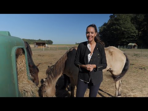 Video: Manny the Frenchie Tours Country om geld en bewustzijn voor dierenwelzijn te verhogen