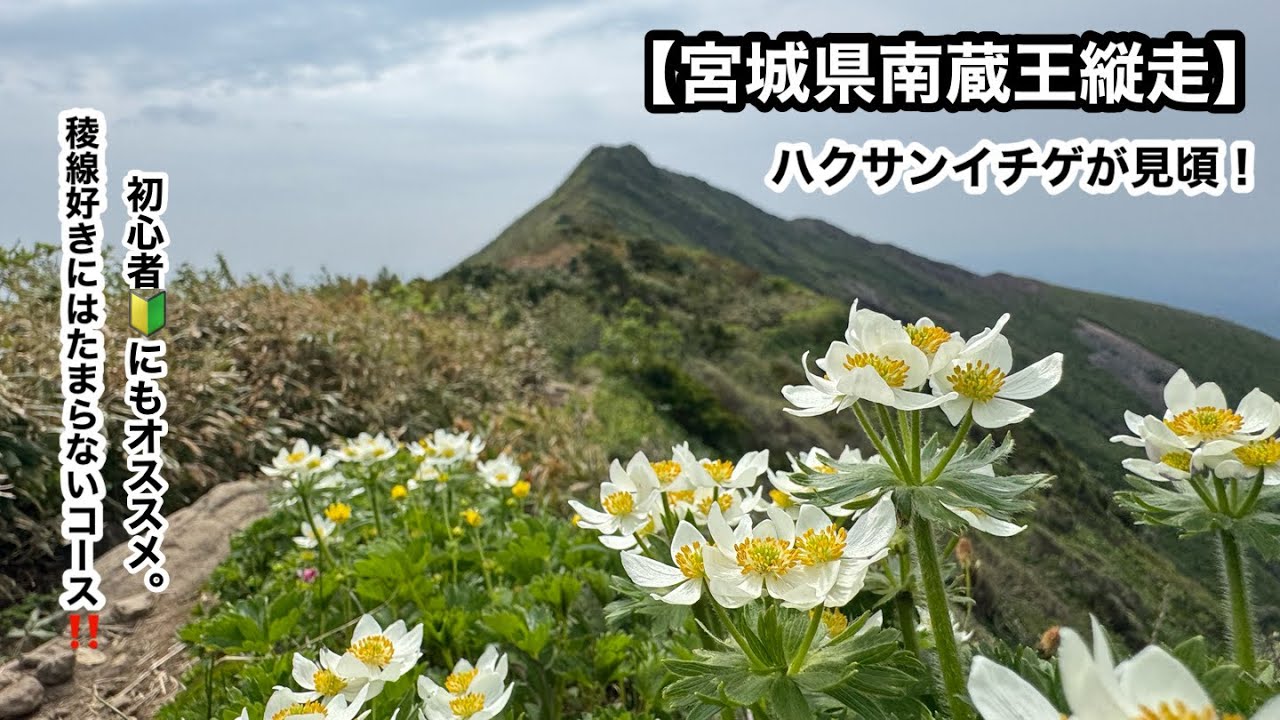 【宮城県 南蔵王縦走】ハクサンイチゲが見頃❣️稜線好きにはたまらないお手軽コース。