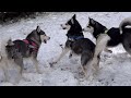 Primera vez del cachorro Balto en la nieve con mis huskies Max Y Bombón