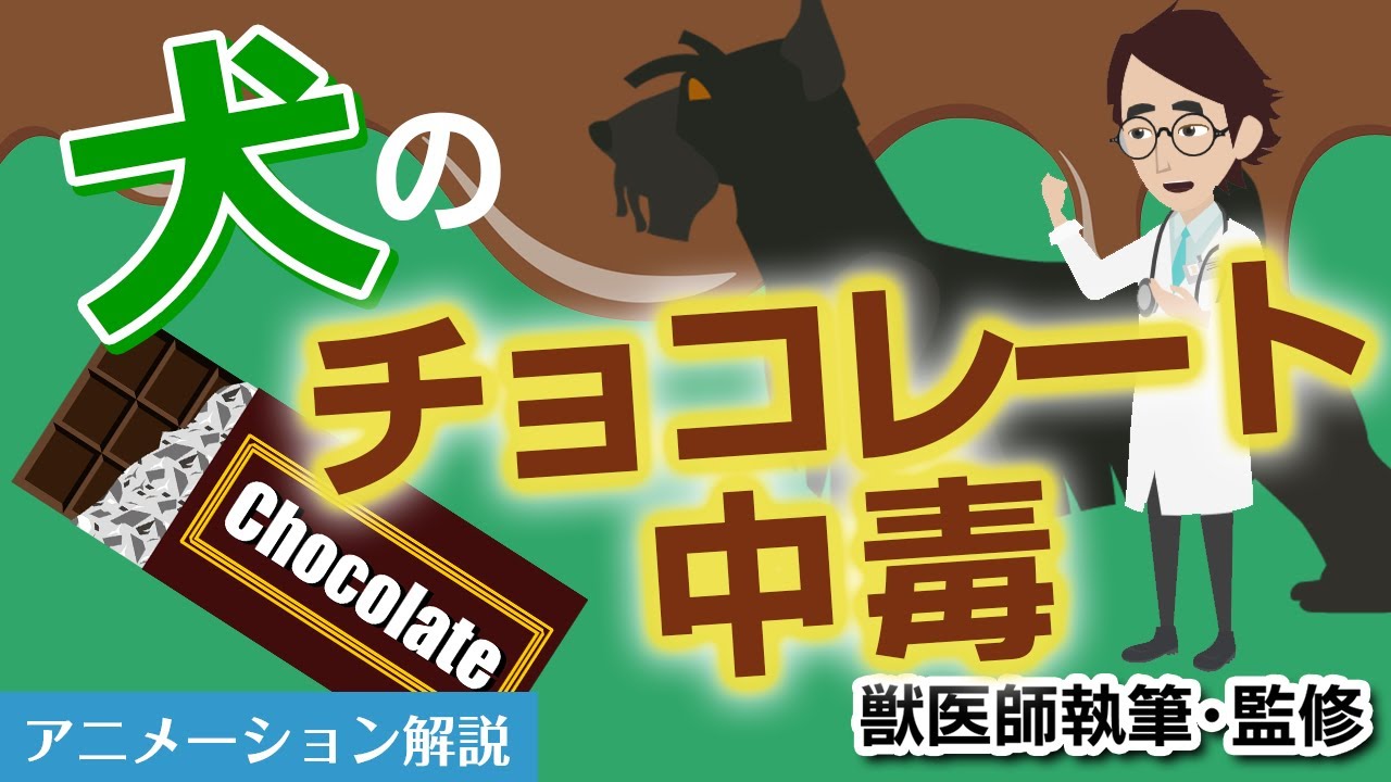 犬のチョコレート中毒について【獣医師執筆監修】症状から治療方法