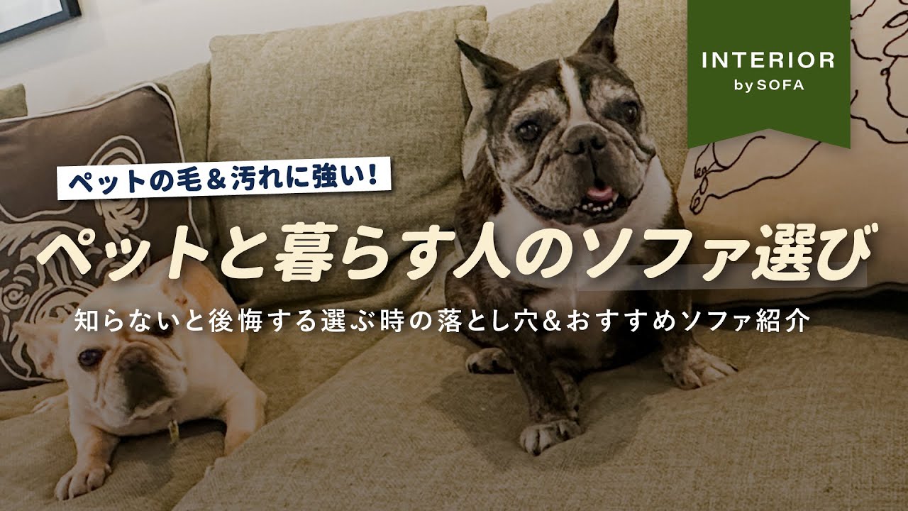 A must-read for pet owners and those planning to buy a pet