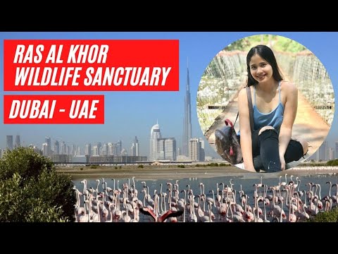 Ras Al Khor Wildlife Sanctuary