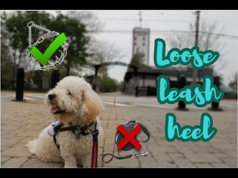 training-the-loose-leash-heel