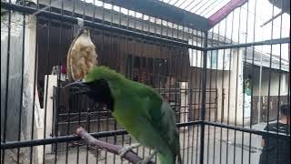 cucak ijo tarung jambrok