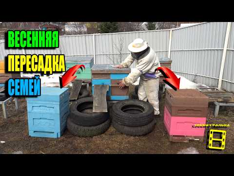 SIMPLE TRANSPLANTATION OF BEE COLONIES IN SPRING. BEEKEEPING 26-08