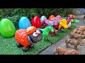 Sapi, Gajah, Kerbau, Domba, Kuda, Unta Melahirkan |  Sapi Mandi Lumpur