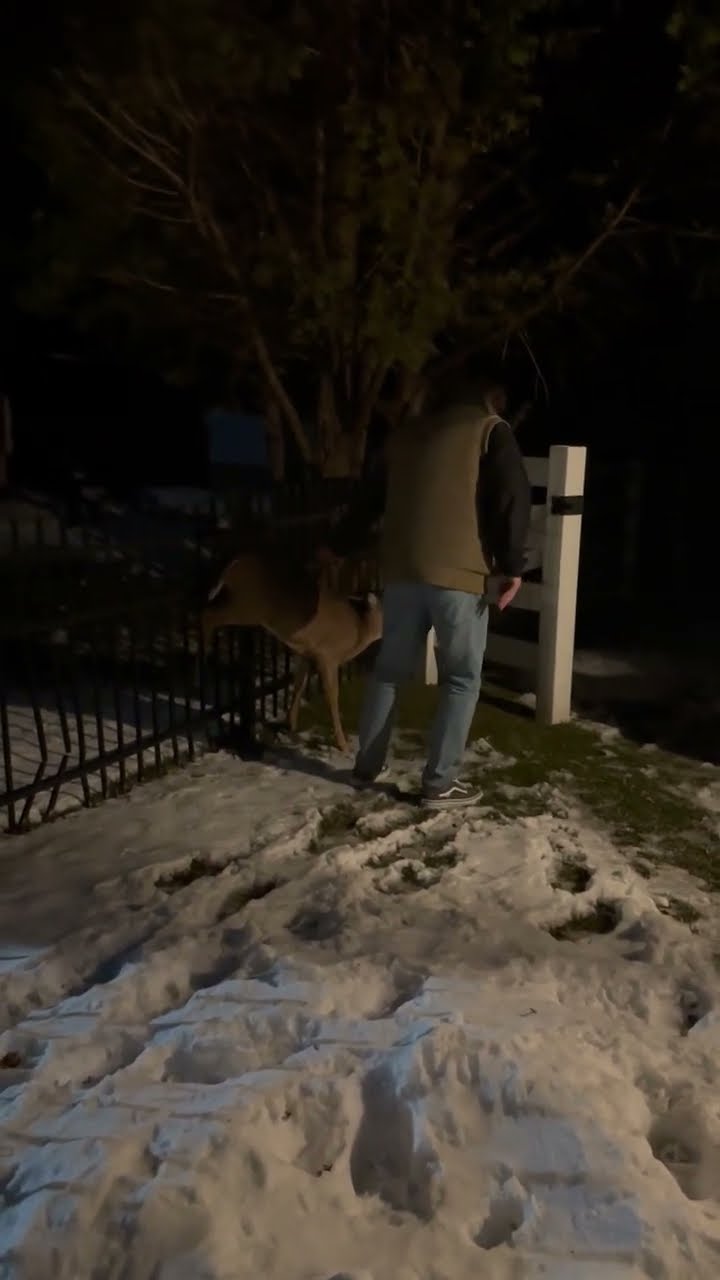Man Frees Deer Caught On Fence || ViralHog