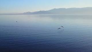 Pelican Wildlife at Salton Sea Aerial 4K Drone Footage from DJI Mavic Pro - California