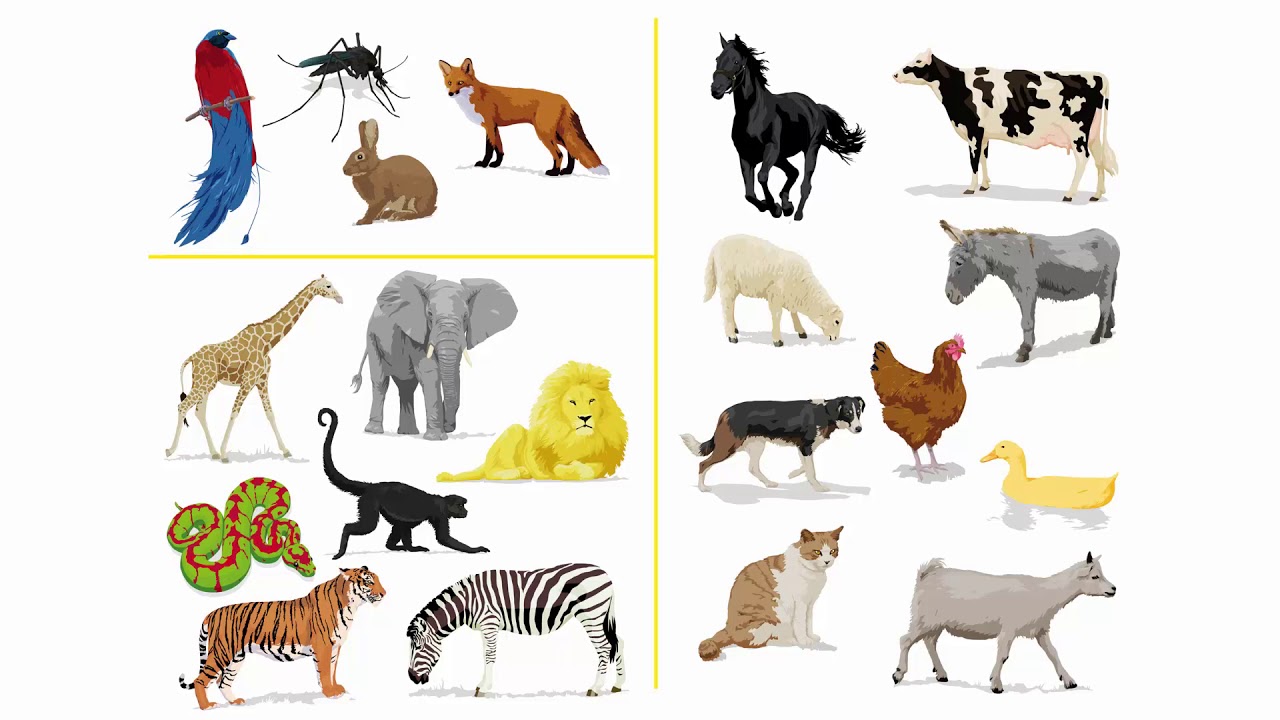 صفحة 56 إلى 57 || إنجليزي صف 4 فصل 2