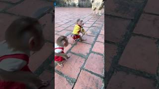 nimble little monkey