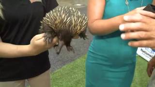 Celebrity Famous Zoologist, Jack Hanna in New Orleans Profile