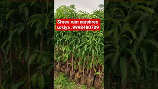 kesar Aamba kalam sosiya .9998480709#farming #modi # miyajaki #gujarat #mango #fruit #plants #automo