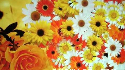 RichTech interactive effect-chrysanthemum