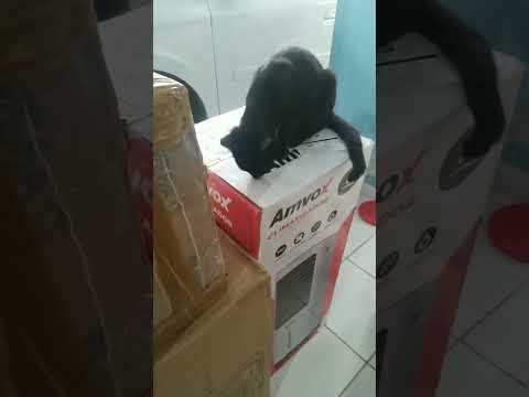 #negao gato 😻😻😻