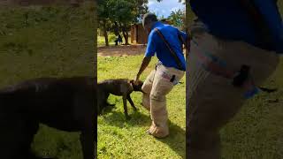 how to train your dog how to jump #dogtraining