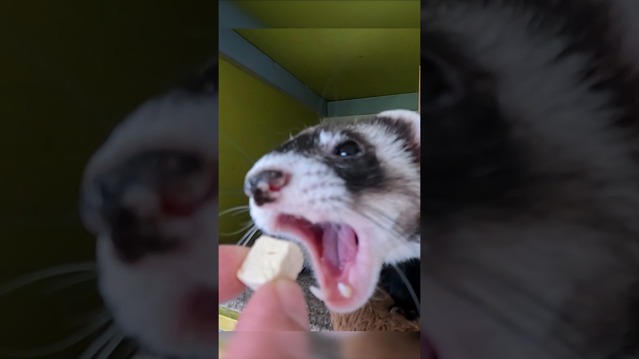 How Hard is it to Switch Your Ferret Food Brand?