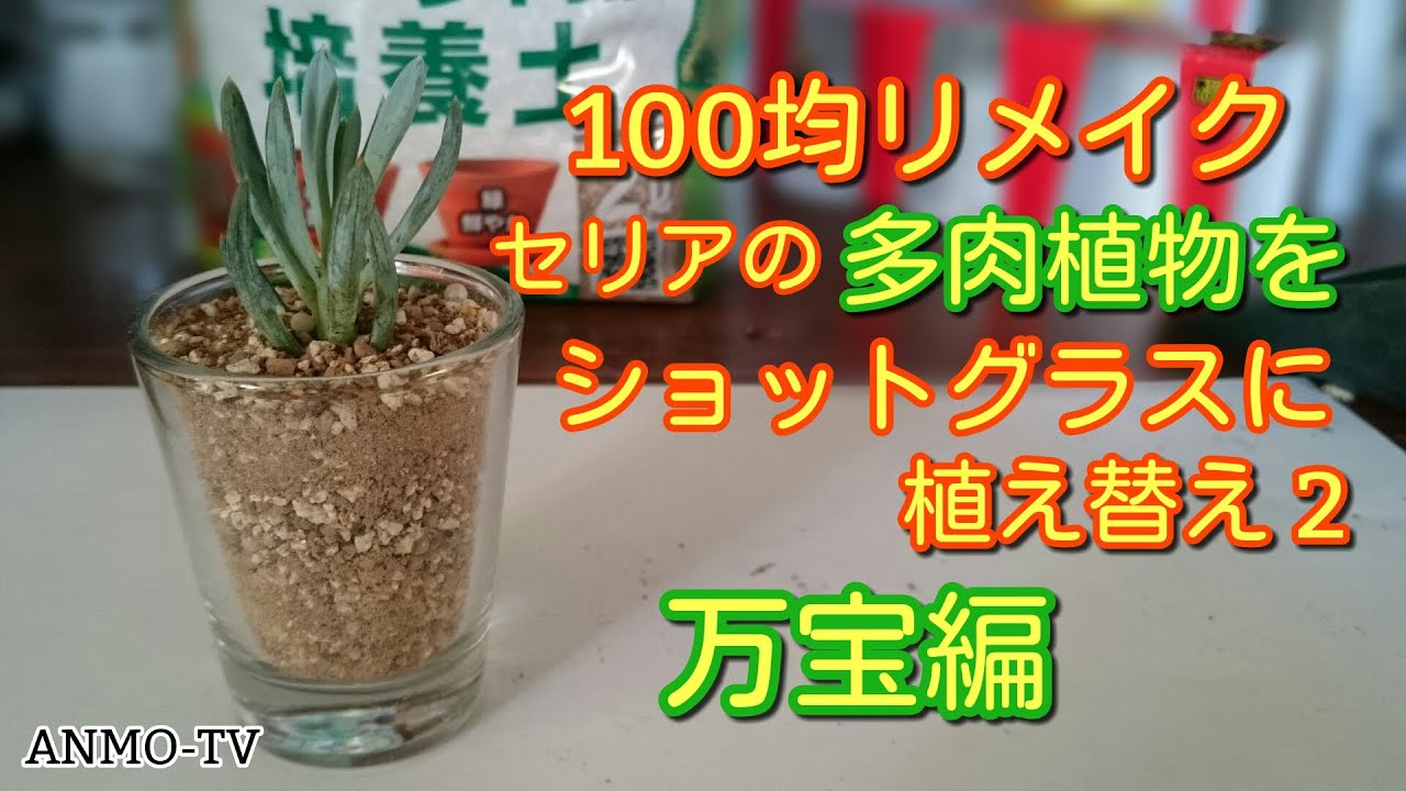 100均リメイク セリアの多肉植物をショットグラスに植え替えpart2 万宝編 Youtube
