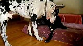 Adopted!  Upper Midwest Great Dane Rescue Dog Lars