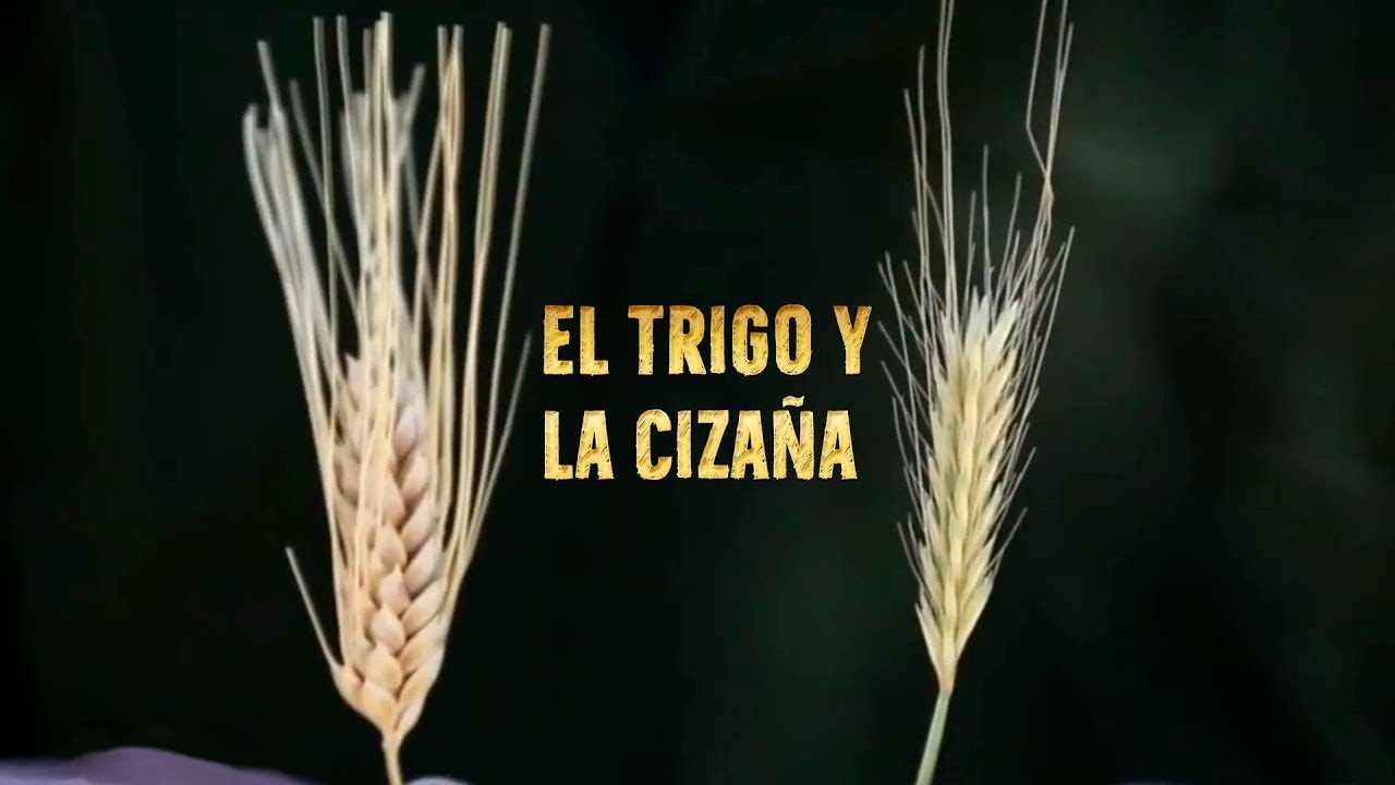 Reflexión Evangelio - Parábola: EL TRIGO Y LA CIZAÑA - YouTube