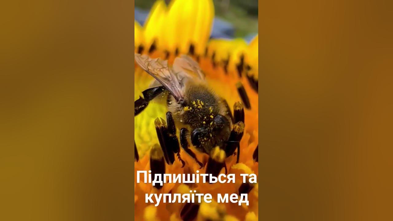 #вулик #матка #матка #бджолиний рій #бджолинийрій #мед #мед # ...
