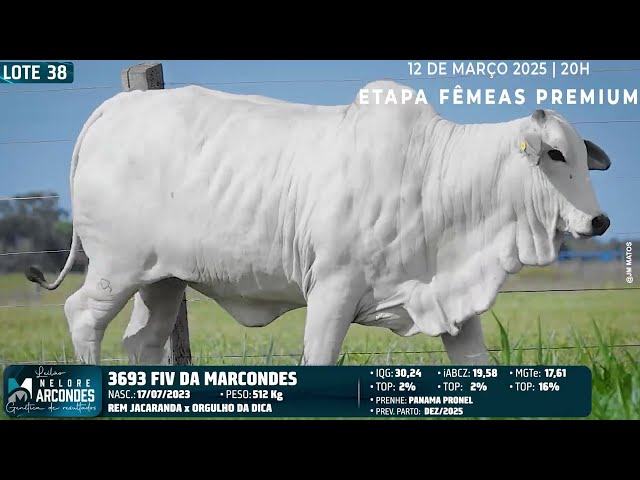 LOTE 38   MMAR 3693
