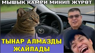 картинка: ЖАҢЫ//МЫШЫК КАМРИДЕ ЖҮРӨТ АЛМАЗ ПЕШКОМ ЖҮРӨСҮҢ ТЫНАР&АЛМАЗ
