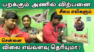 Exotic Pets in Chennai | Sugar Gliders | பறக்கும் அணில்