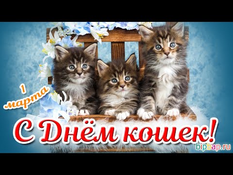 1 Марта День Кошек в России! Поздравление с Днём Кошек! 1 Марта
