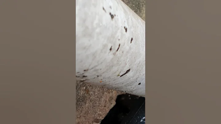 Free Top Damp Survey Tips - Always Run the Taps.