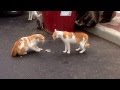 Two cats fighting for the sake of Power ! :P