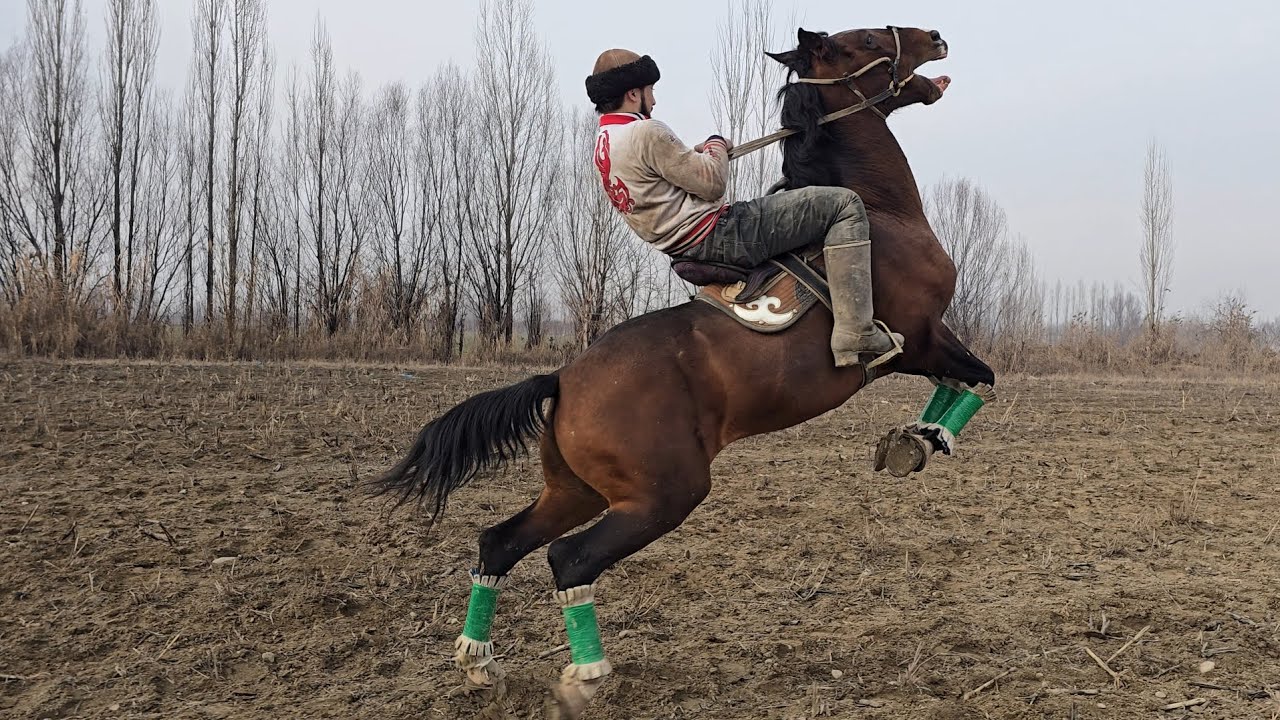 УЗИДАН ЮРАГИ КОТТА КАЙТМАС ОТ УЛОГИ 100%..#Otlarn#Uloq #otbozor 