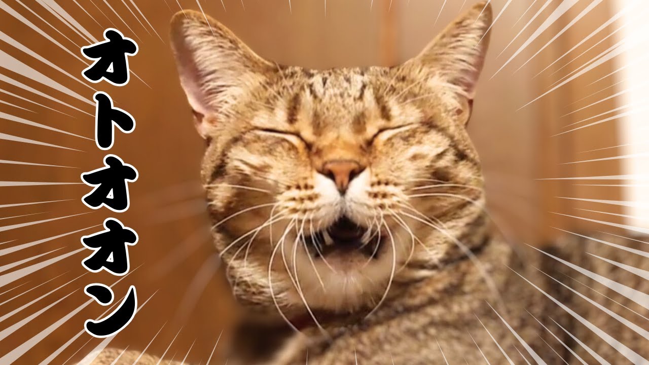 おしゃべり猫は飼い主に会いたい【A talking cat who wants to meet