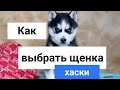 Как выбрать щенка хаски / How to choose a husky puppy ?