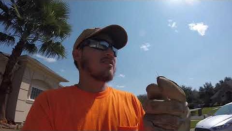 How To Skin A Palm Tree