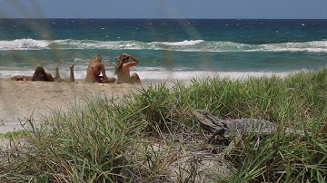 BEARDED DRAGONS ON THE BEACH! ADVENTURES IN AUSTRALIA, Day 9-10 - Dāv Kaufman Vlogs