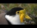 Black shouldered  lapwing vanellus novaehollandiae clip 11 australian bird media