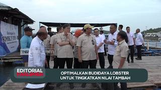 Optimalkan Budidaya Lobster Untuk Tingkatkan Nilai Tambah - Editorial Parlemen