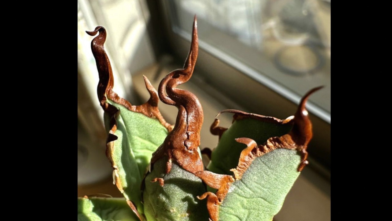 陽炎アガベの作り方　#アガベ