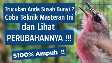 Masteran Trucukan Gacor Ngalas Tarung Ropel Paling Bagus Untuk Pancingan Trucukan Agar Bunyi Nyaut