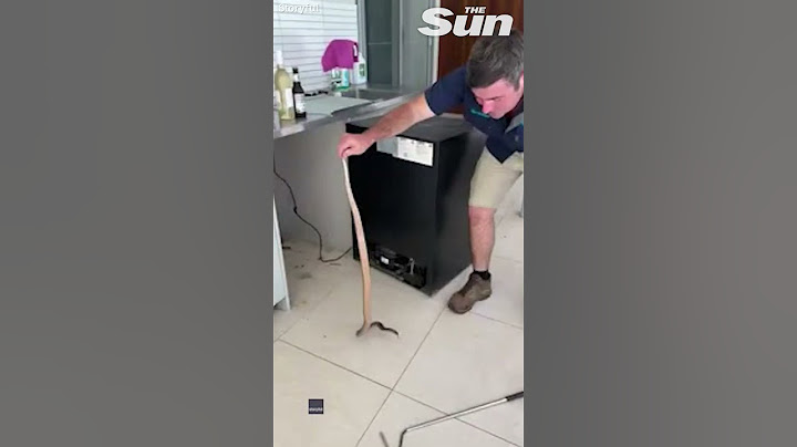 Venomous snake goes CRAZY when pulled out from behind oven