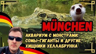 Аквариум с монстрами: сомы-гиганты и другие хищники зоопарка Хеллабрунн в Мюнхене