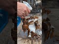 Instant Rust Cleaning Spray, Satisfying ASMR 😌#rust #spray  #satisfying #asmr #shorts #relax