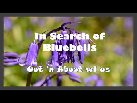 In Search of Bluebells