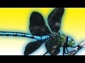 Dragonfly ACROBATICS in Slow Motion | Earth Unplugged